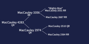 MacCauley Suffolks4283