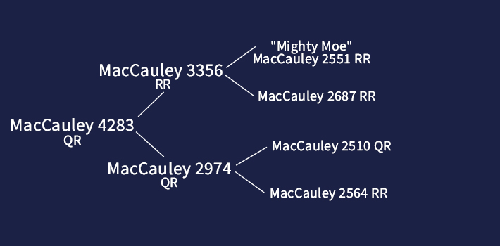 MacCauley Suffolks4283
