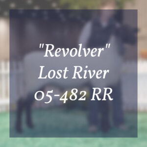 "Revolver" Lost River 05-482 RR
