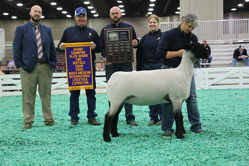 Champion Ewe, 2025 N.A.I.L.E Champion Ewe, 2025 N.A.I.L.E